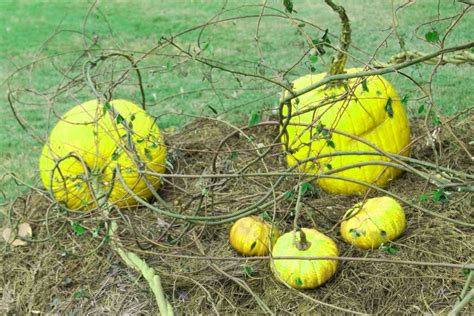 10 Wild Pumpkin Netbet