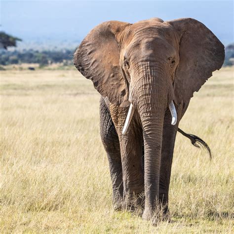 African Elephant Brabet
