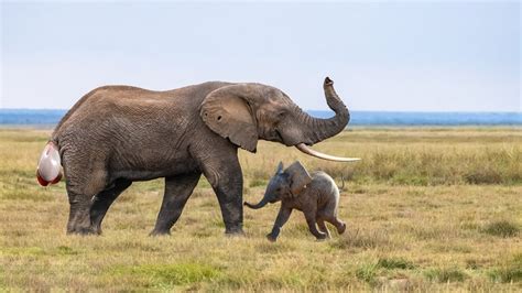 African Elephant Parimatch