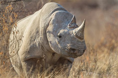 African Rhino Bwin