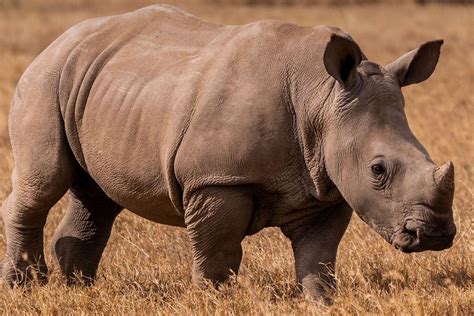 African Rhino Novibet