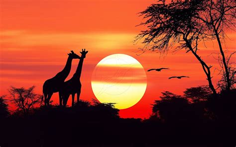 African Sunset 2 Brabet