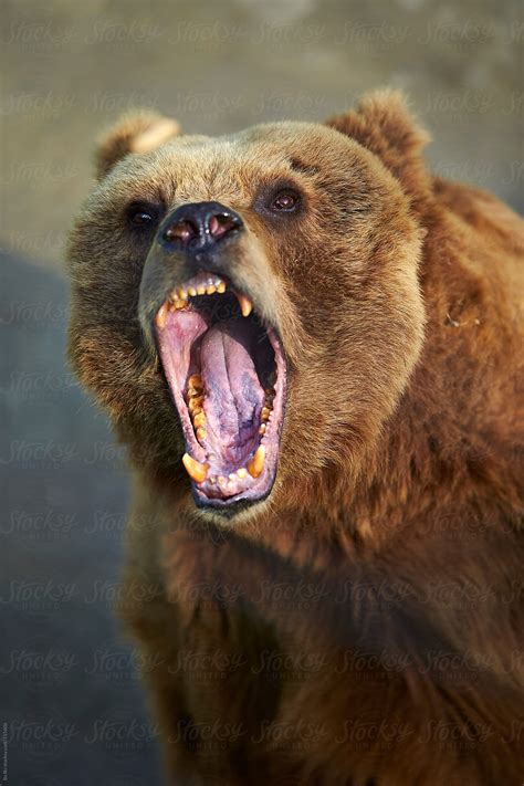 Angry Bear Sportingbet