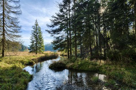 Bavarian Forest Leovegas