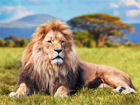 Big Lion Leovegas