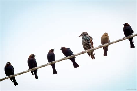 Birds On A Wire 1xbet
