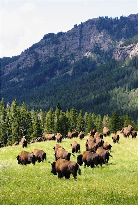 Bison Valley Betsul