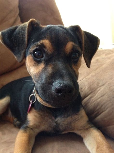 Black Jack Russell Mix