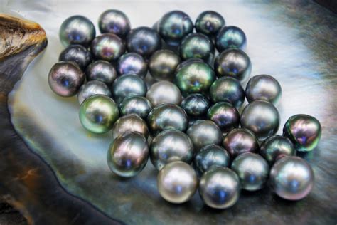 Black Pearl Brabet