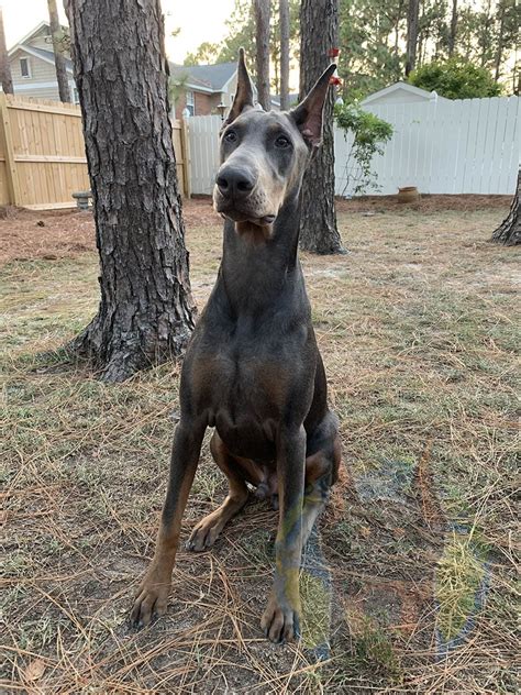 Blackjack Blefe Dobermann