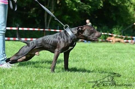 Blackjack Bronson Pitbull