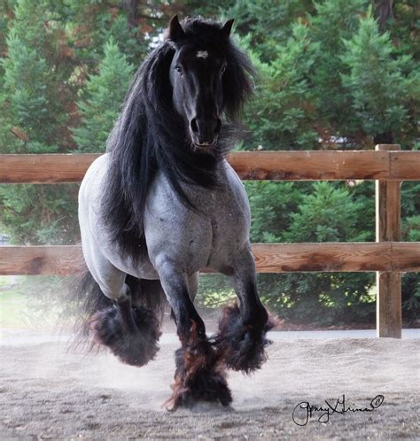 Blackjack Gypsy Vanner