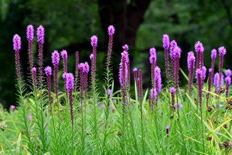 Blazing Star Blaze