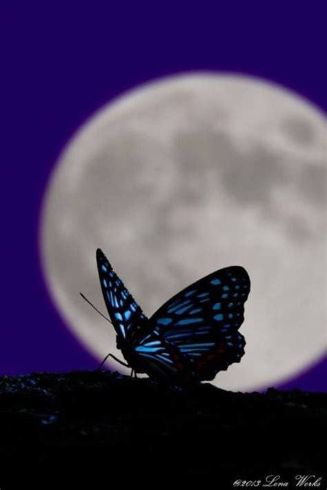 Butterfly Moon 1xbet