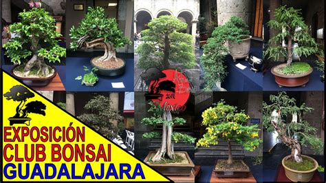 Casino Bonsai Guadalajara