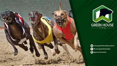 Casino Galgos Dicas