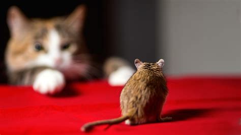 Cat And Mouse Betano