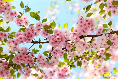 Cherry Blossom Betano