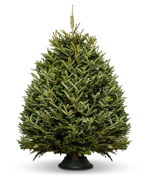 Christmas Tree Betsul