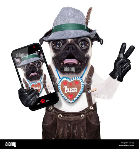 Crazy Pug Bwin