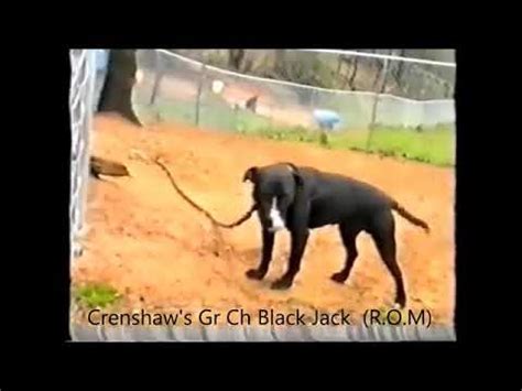 Crenshaw S Gr Ch Blackjack