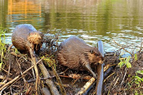 Dam Beavers Novibet