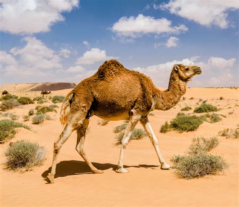Desert Camel Pokerstars