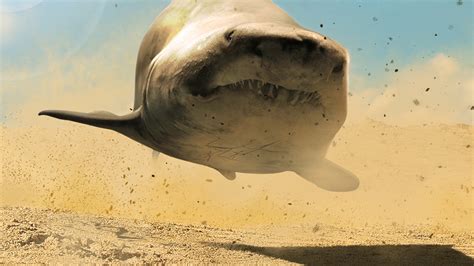 Desert Shark Betsul