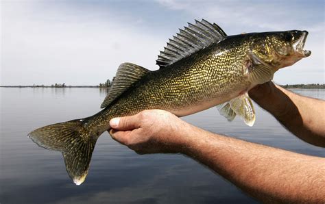 Espirito Lago Walleye De Fenda