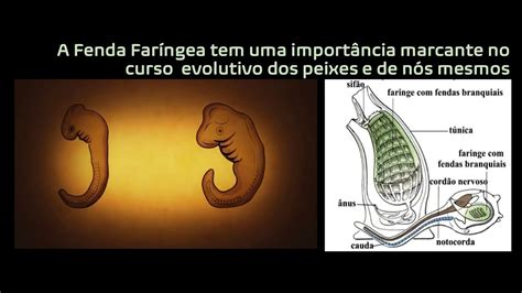 Evolucao De Fenda