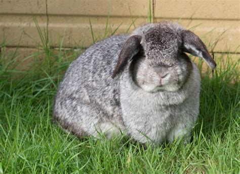 Fat Rabbit Novibet