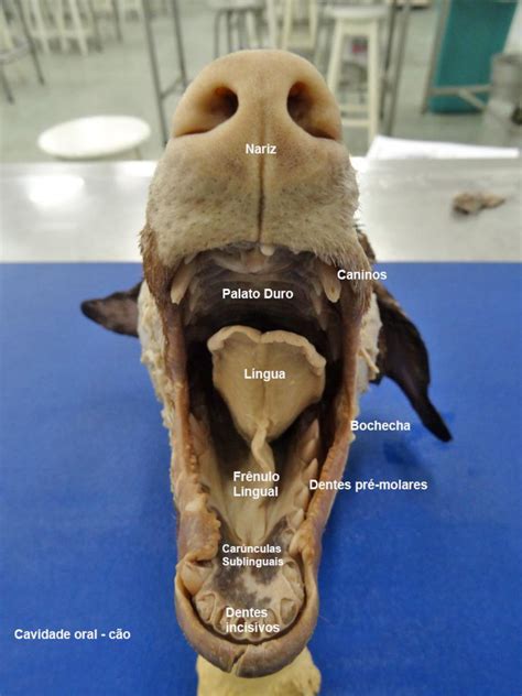 Fenda Ventral Perros