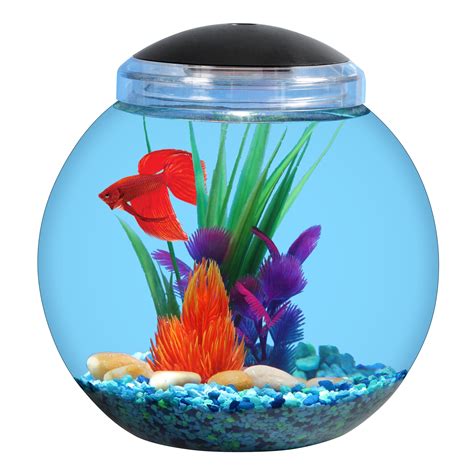 Fish Bowl Bodog