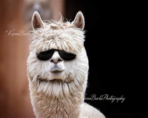 Funny Alpaca Betano