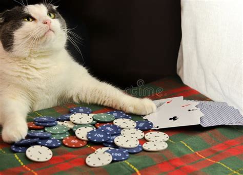 Gatos Grandes Poker Run