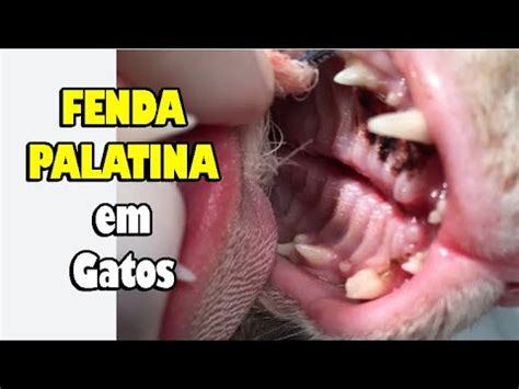 Gatos Maquina De Fenda De Download Gratis