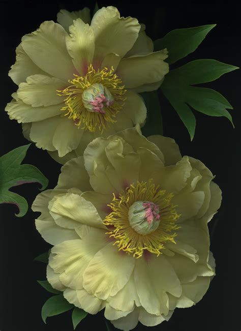 Golden Peony Netbet