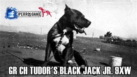 Gr Ch Tudor S Black Jack Jr  9xw