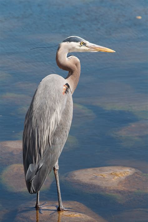 Great Blue Heron Slots