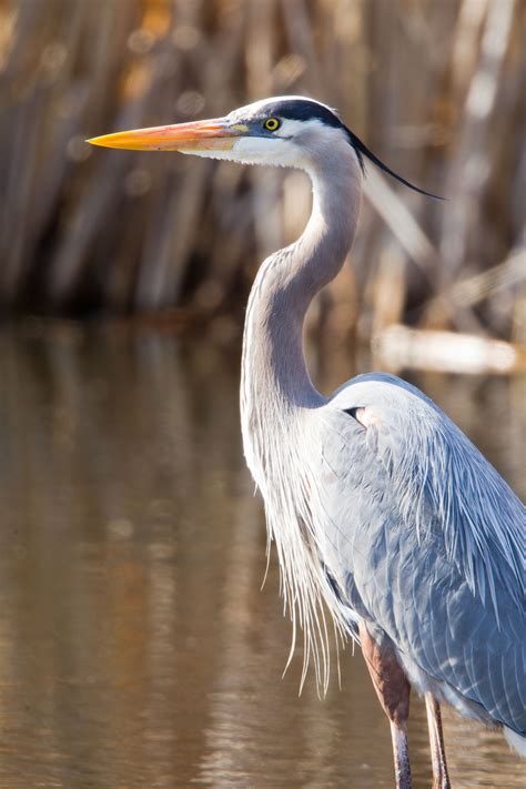 Great Blue Heron Torneio De Blackjack