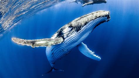 Great Whale Parimatch