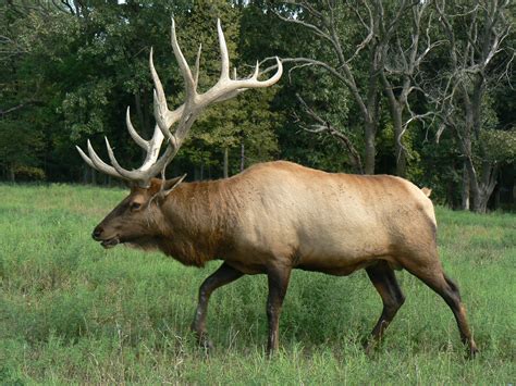 Great Wild Elk Betsson