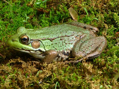 Green Frog Betsson