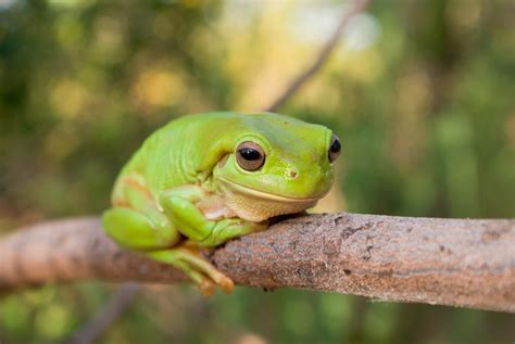 Green Frog Betsul