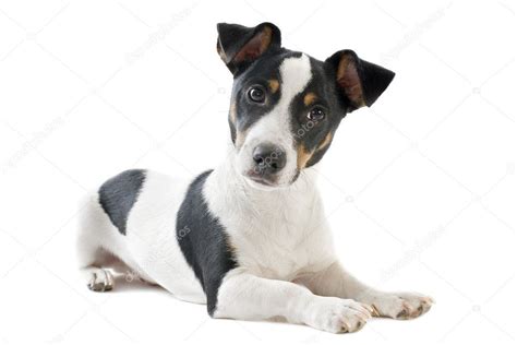 Jack Russell Filhotes De Cachorro Preto E Branco