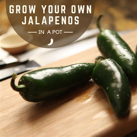 Jalapeno Betano