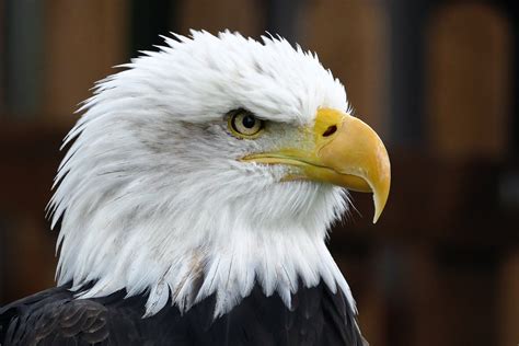 Jogue Bald Eagle Online