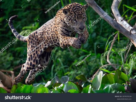 Jumping Jaguar Brabet
