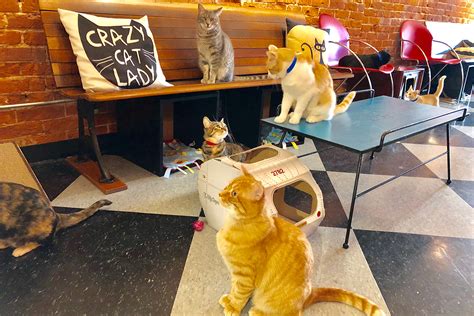 Kitty Cafe Brabet