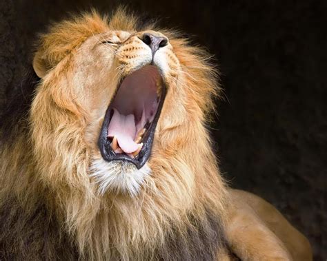 Lion S Roar Brabet